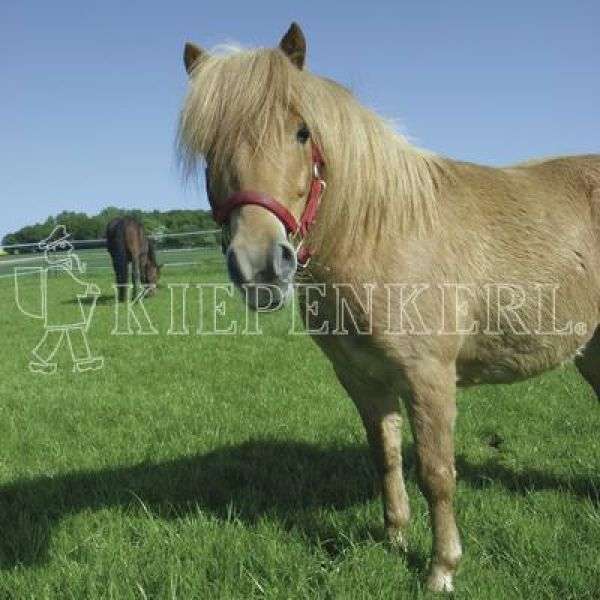Bild 1 von Kiepenkerl Country Horse Öko 2217 Pferdeweide 10 kg