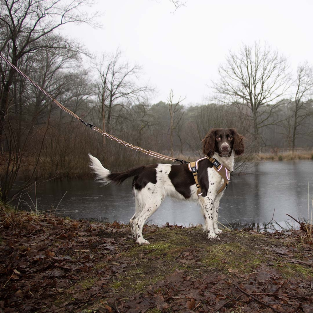 Bild 1 von Duvoplus EXPLOR Ultimate Fit 2in1 Leine Classic - honey gold