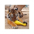 Bild 3 von Tuggo Shake N Fetch - Large - von Tigern getestet!