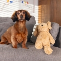 Bild 2 von Beeztees Hundespielzeug Hund Vajen