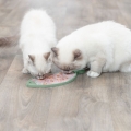 Bild 5 von Trixie Lick'n'Snack Matte Fisch für Katzen