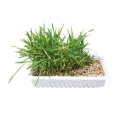 Bild 1 von Trixie Katzengras-Schale, ca. 100 g