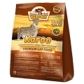 Wildcat Cat Karoo