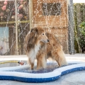 Bild 2 von QUAPAS! Wassersprinkler-Matte